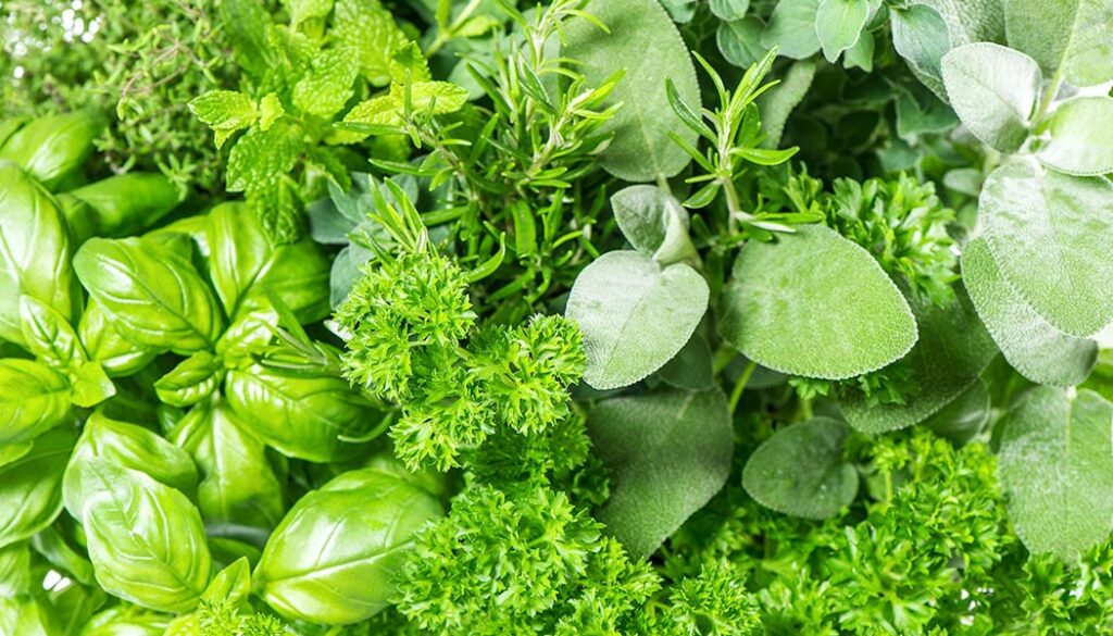 herbs1